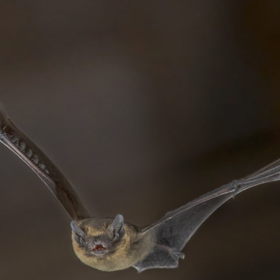 Fledermaus