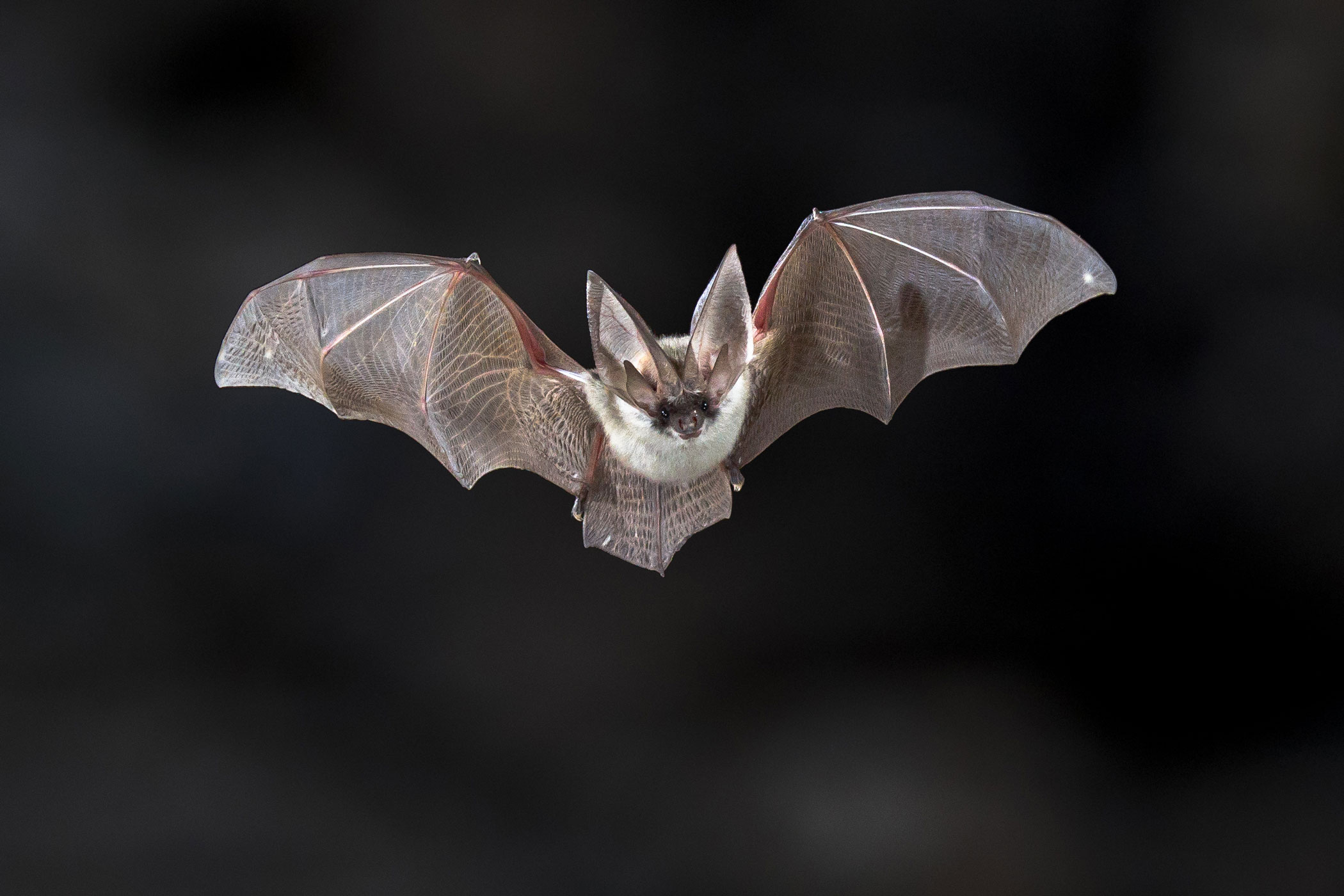 Fledermaus